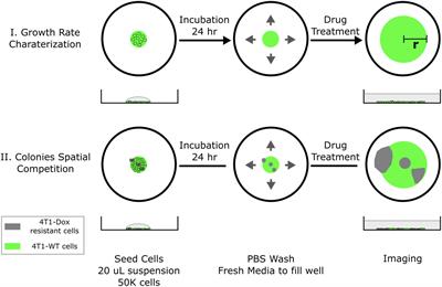 Assessing chemotherapy dosing strategies in a spatial cell culture model
